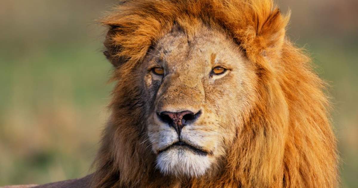 Soñar con leones qué significa y cómo debemos interpretarlo