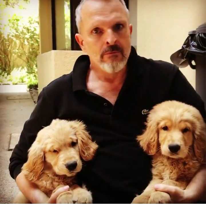 Miguel Bosé y sus dos nuevos perritos