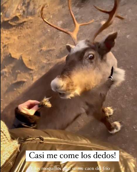 Raquel Bollo da de comer a los renos en Laponia