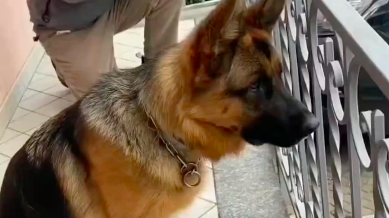 La reacción de este perro al ver a su dueño después de muchos años se ha vuelto viral