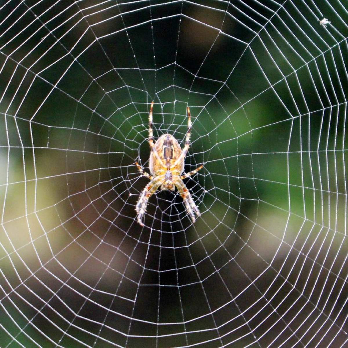 Soñar con arañas: ¿qué significa y cómo debemos interpretarlo?