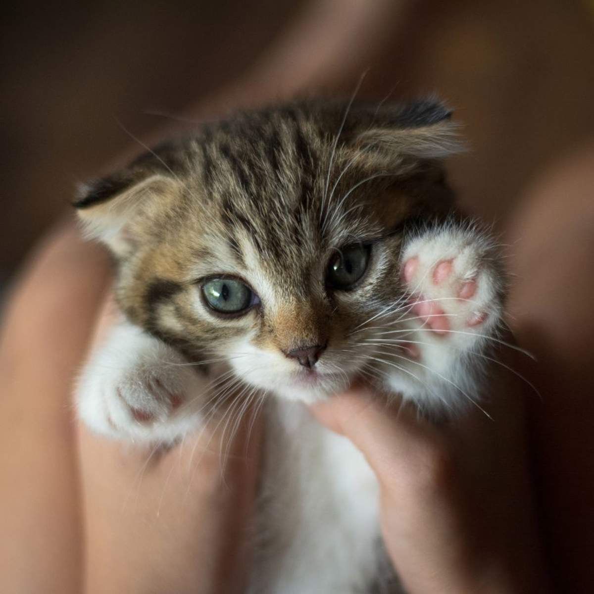 Soñar con gatos: ¿qué significa y cómo debemos interpretarlo?