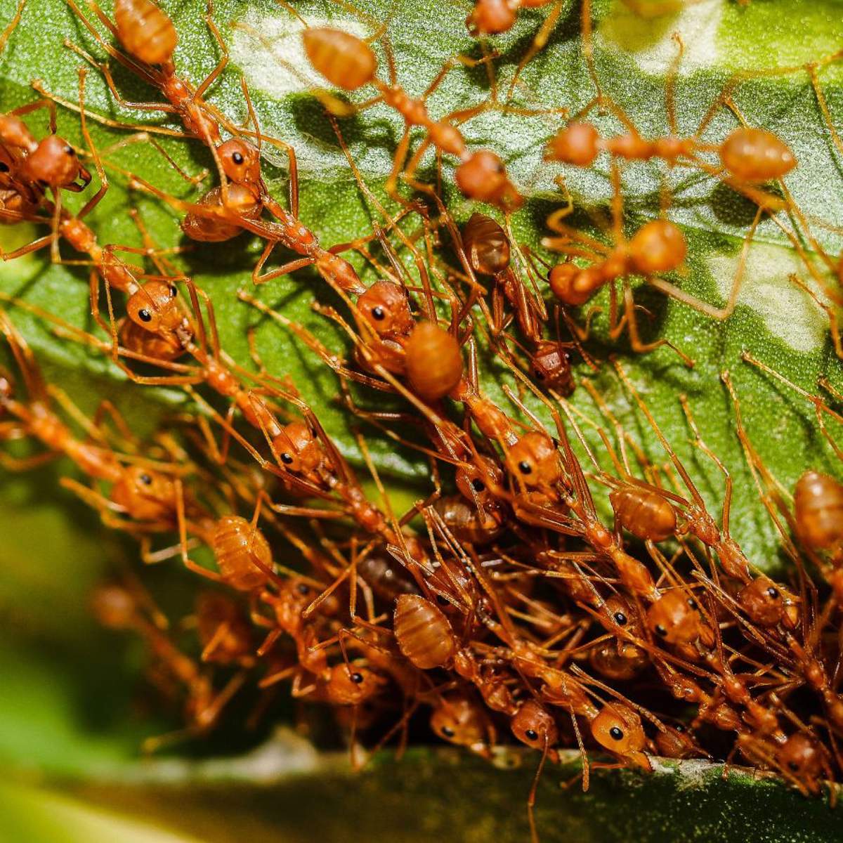 Soñar con hormigas: ¿qué significa y cómo debemos interpretarlo?