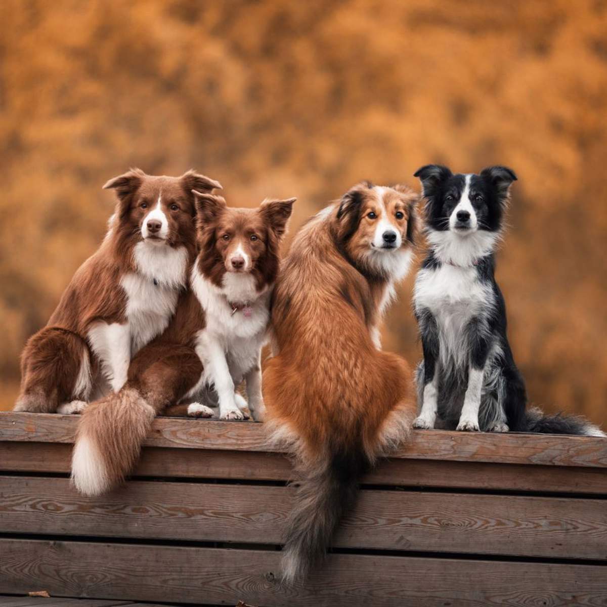 Soñar con perros: ¿qué significa y cómo debemos interpretarlo?