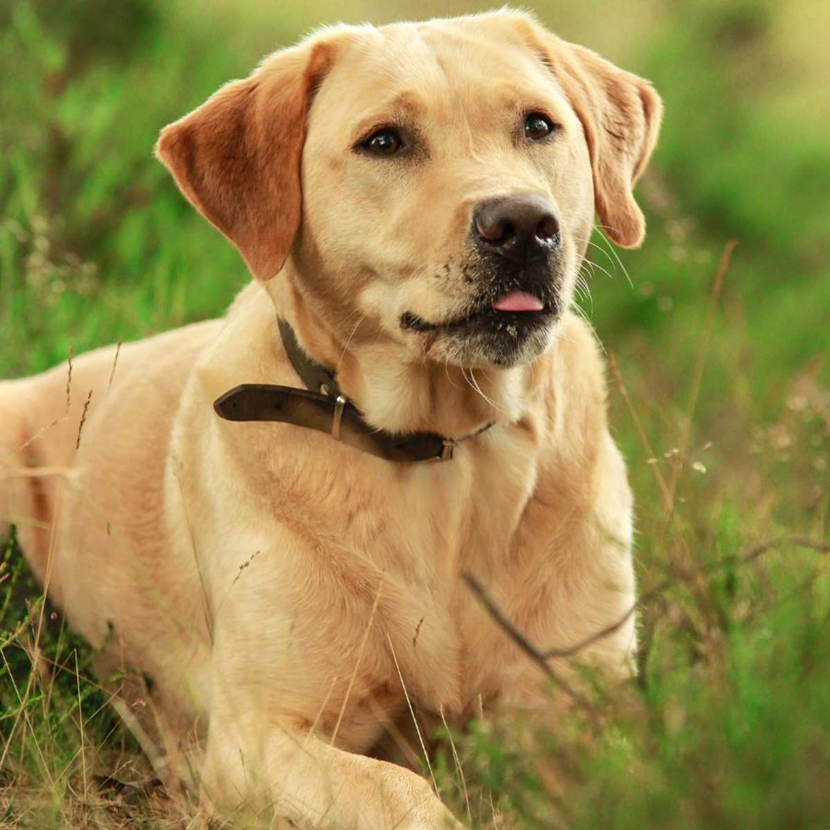 Soñar con perros: ¿qué significa y cómo debemos interpretarlo?