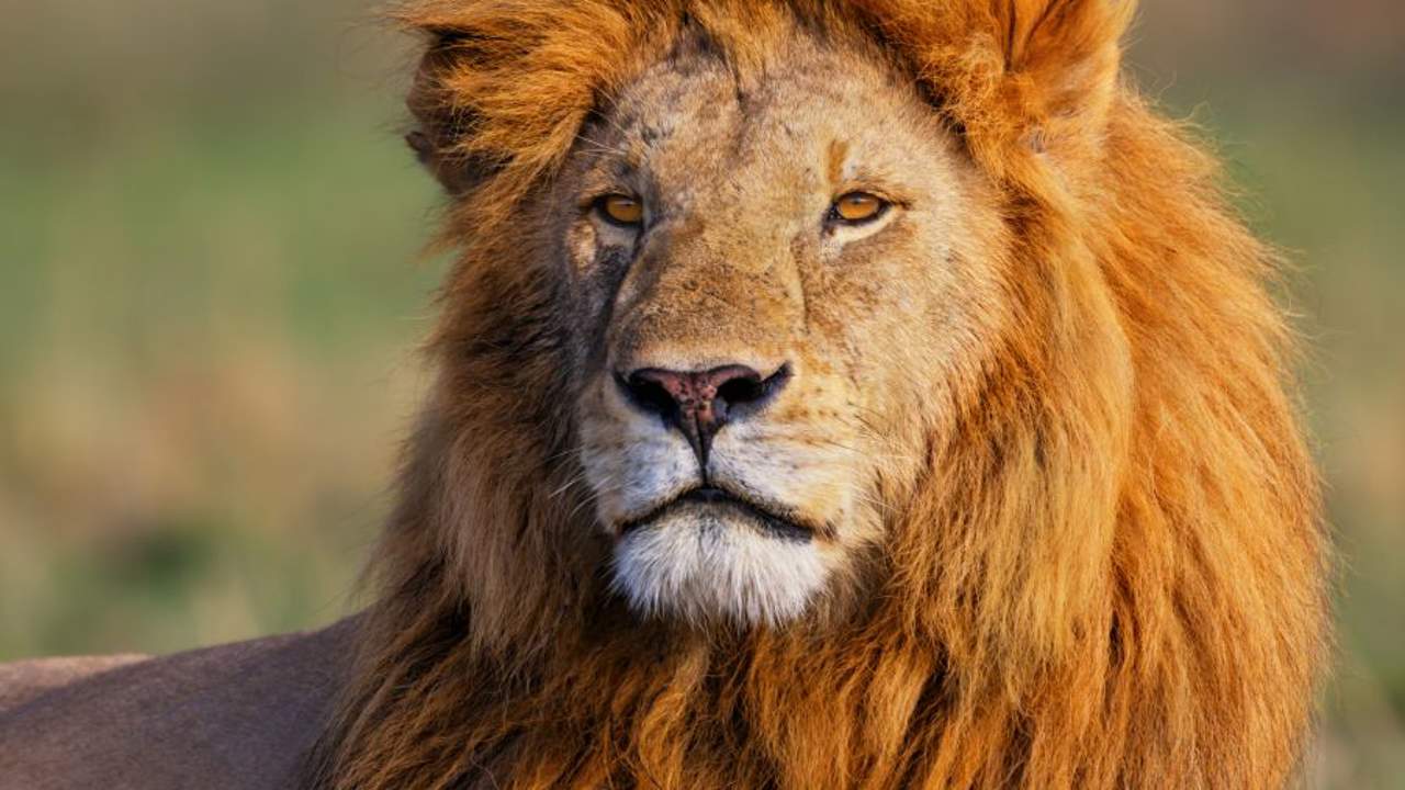 Soñar con leones: ¿qué significa y cómo debemos interpretarlo?