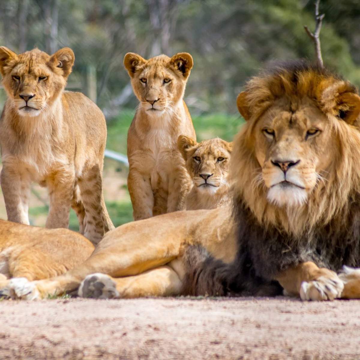 Soñar con leones: ¿qué significa y cómo debemos interpretarlo?