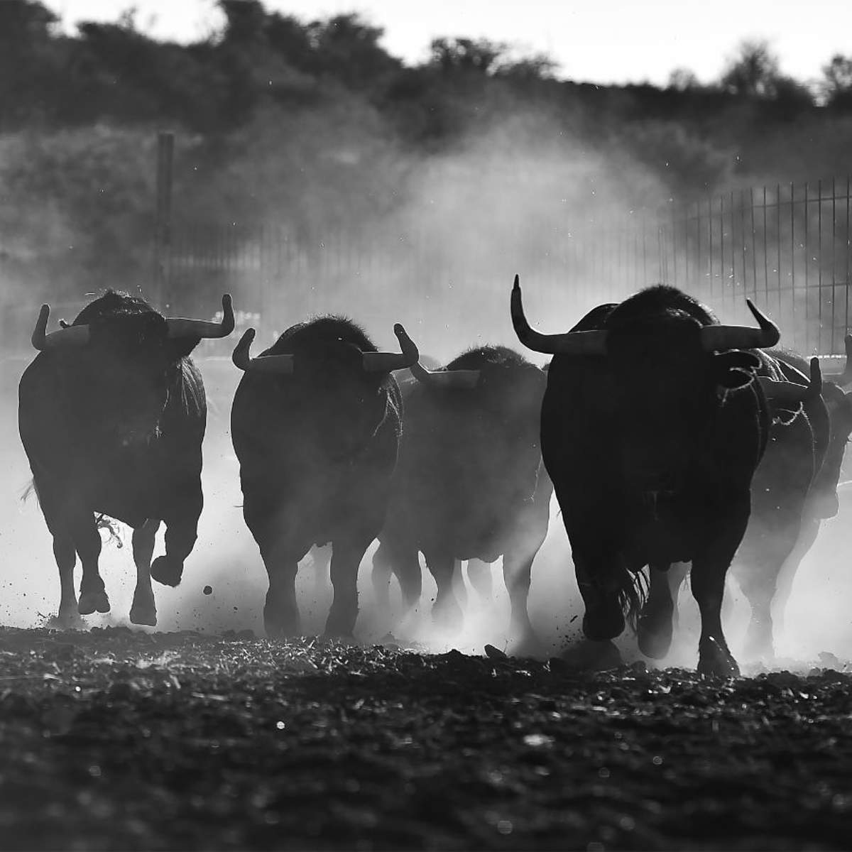 Soñar con toros: ¿qué significa y cómo debemos interpretarlo?