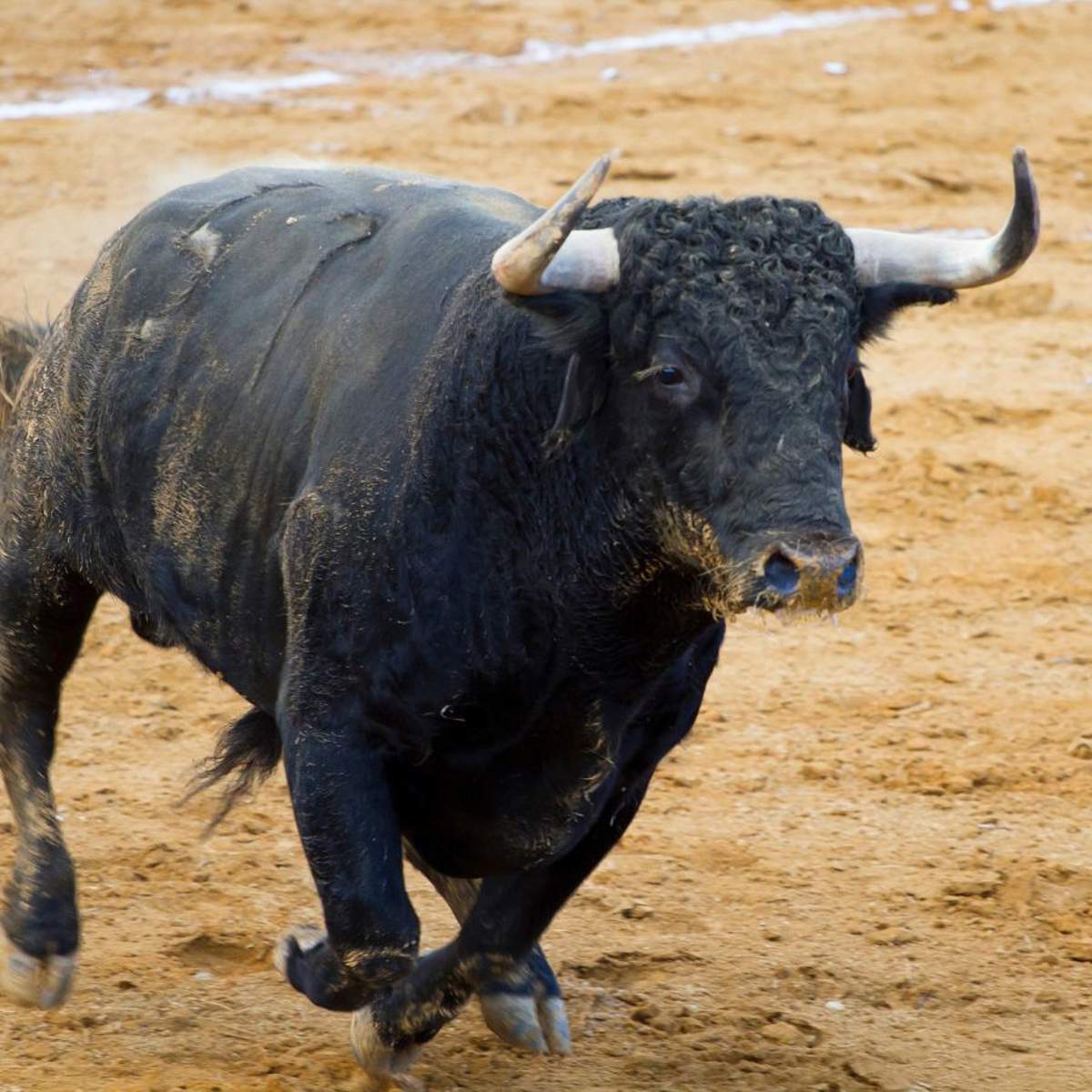 Soñar con toros: ¿qué significa y cómo debemos interpretarlo?