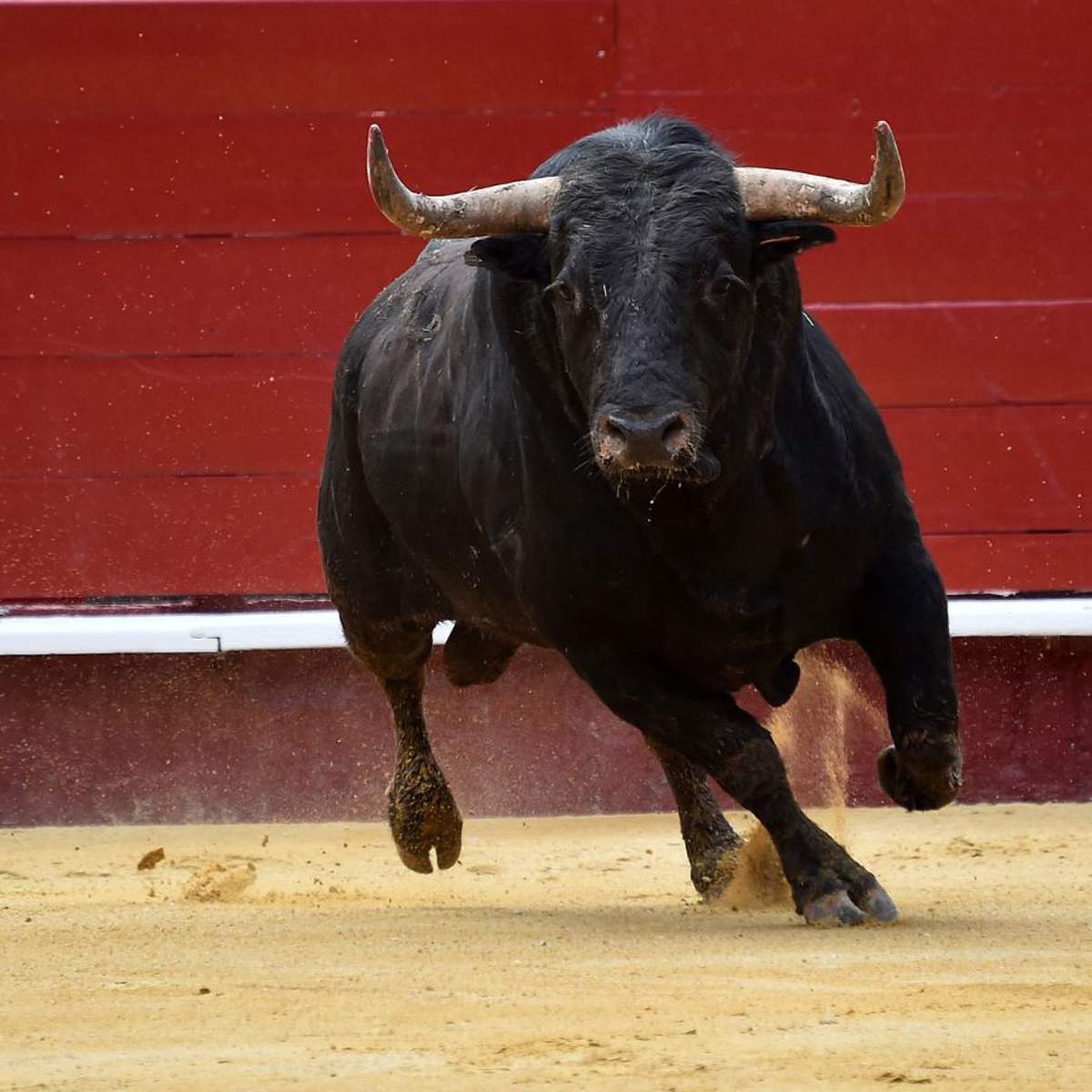 Soñar con toros: ¿qué significa y cómo debemos interpretarlo?