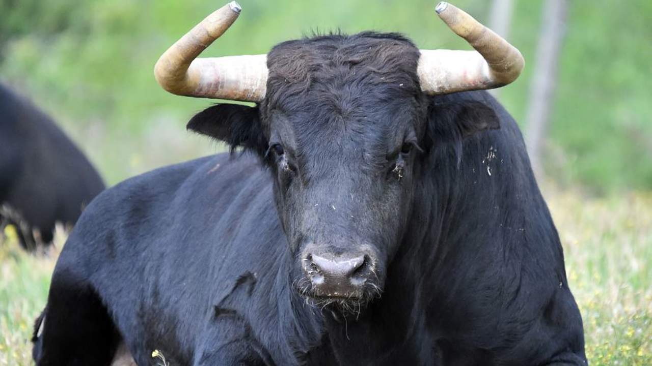 Soñar con toros: ¿qué significa y cómo debemos interpretarlo?