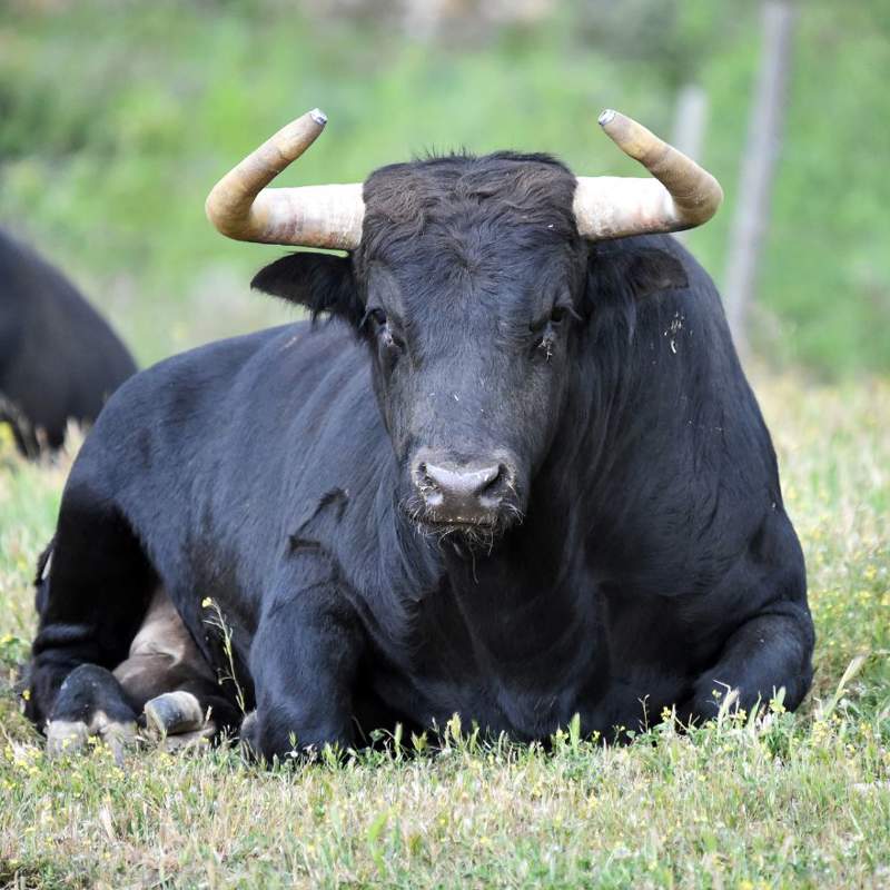 Soñar con toros: ¿qué significa y cómo debemos interpretarlo?