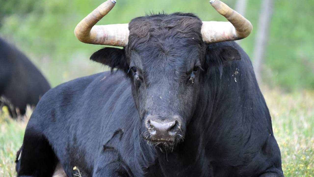 Soñar con toros: ¿qué significa y cómo debemos interpretarlo?