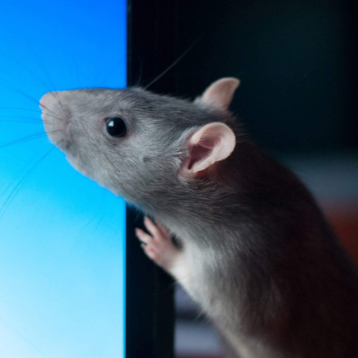 Soñar con ratas: ¿qué significa y cómo debemos interpretarlo?