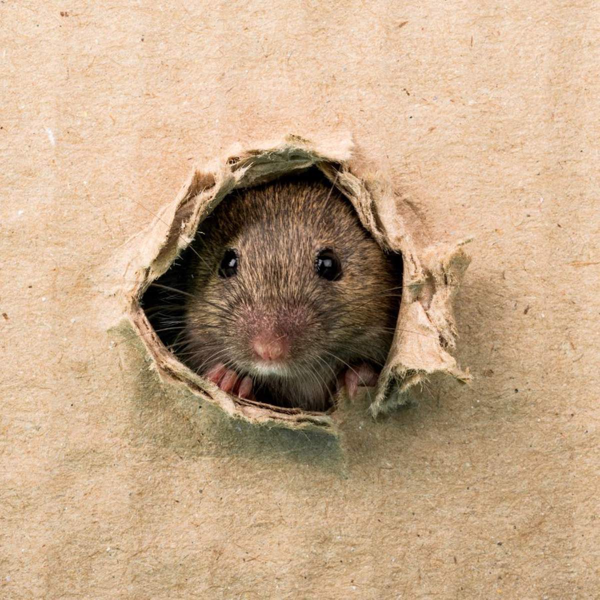 Soñar con ratas: ¿qué significa y cómo debemos interpretarlo?