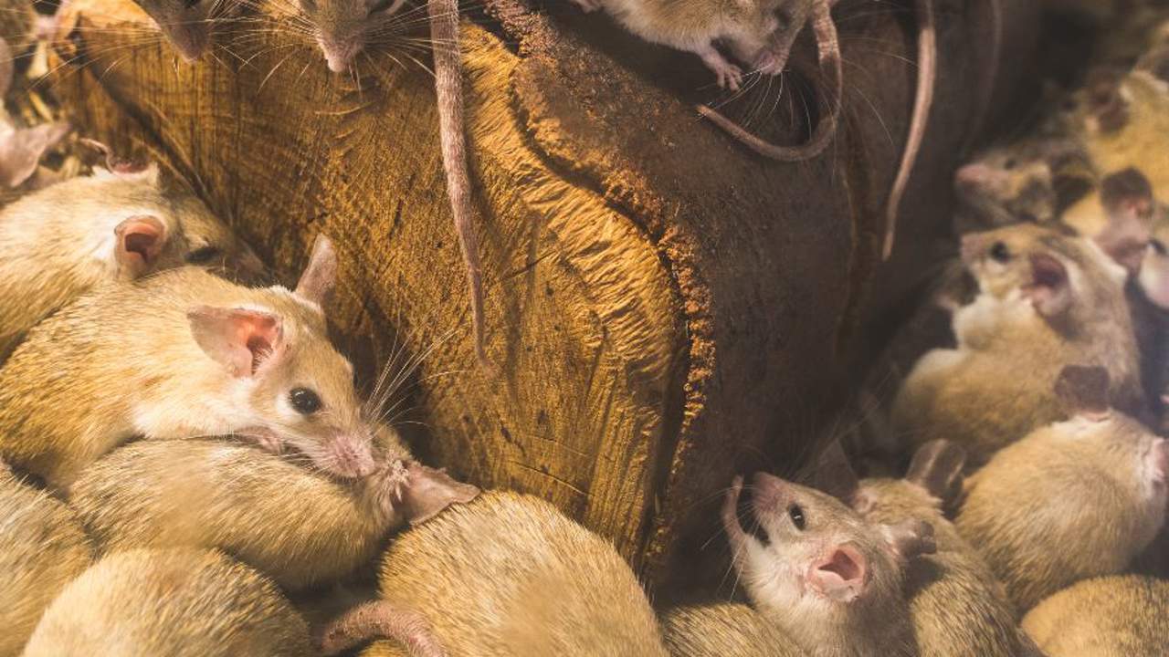 Soñar con ratas: ¿qué significa y cómo debemos interpretarlo?