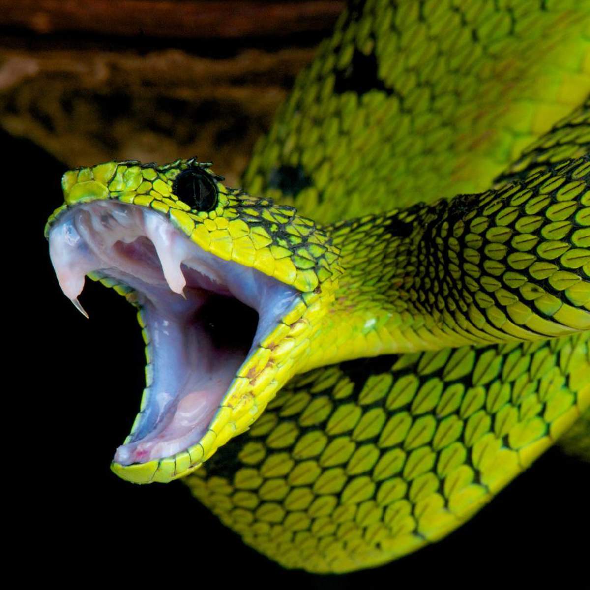 Soñar con serpientes: ¿qué significa y cómo debemos interpretarlo?