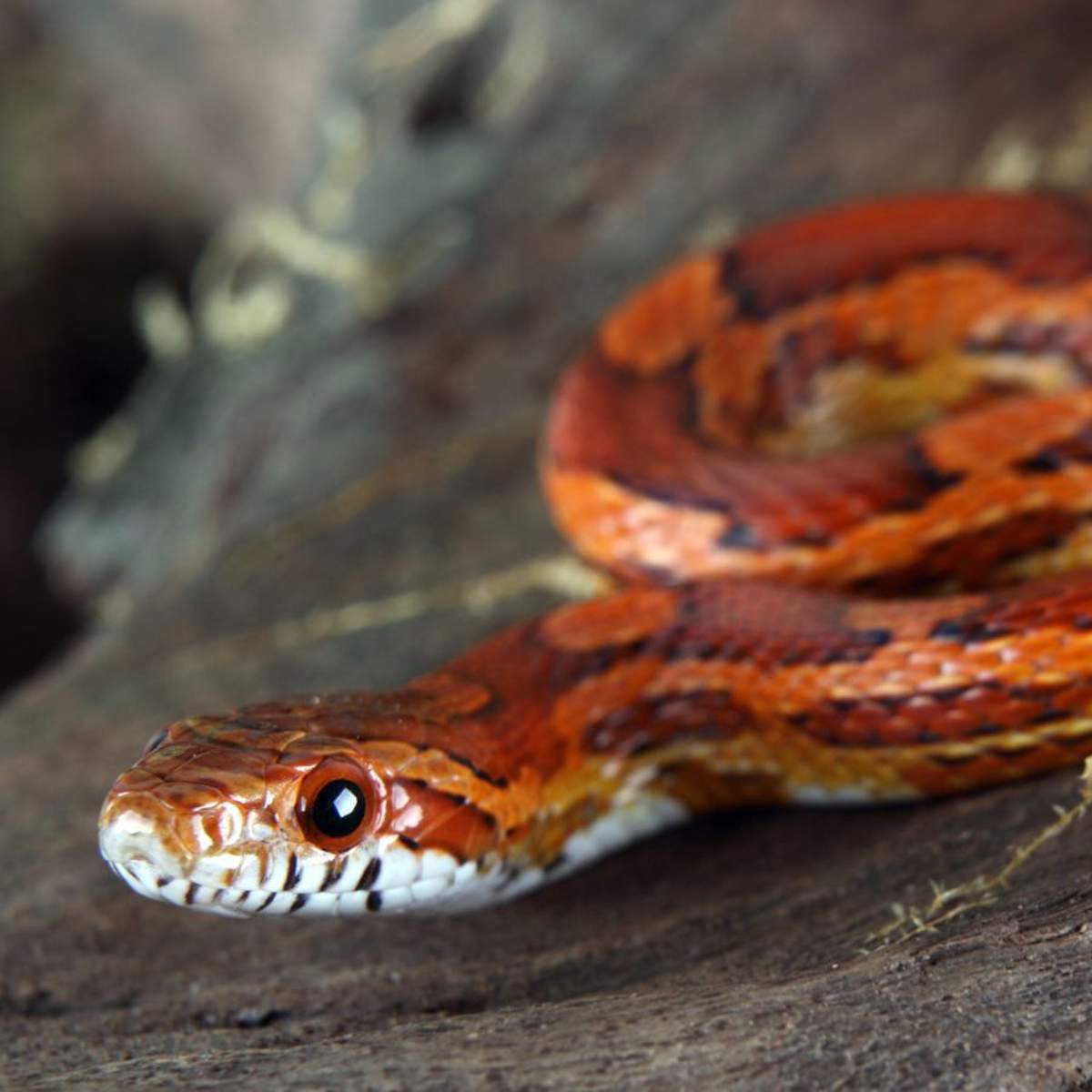 Soñar con serpientes: ¿qué significa y cómo debemos interpretarlo?
