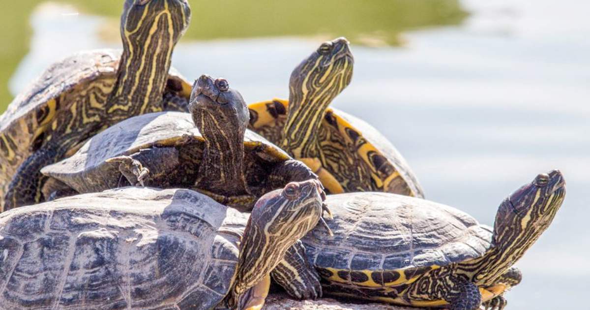 Soñar con tortugas: ¿qué significa y cómo debemos interpretarlo?