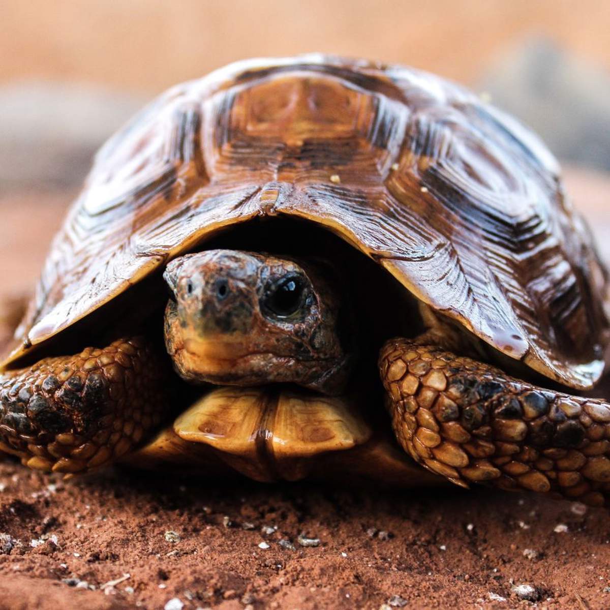Soñar con tortugas: ¿qué significa y cómo debemos interpretarlo?