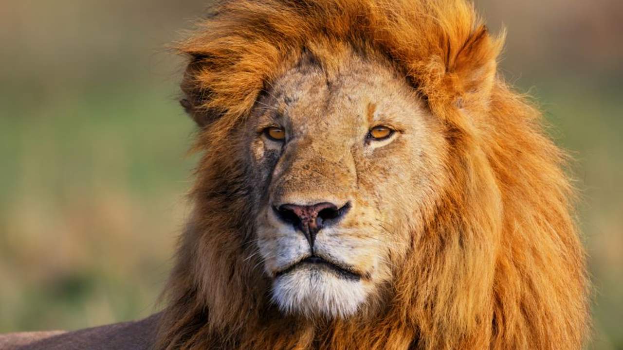 Soñar con leones: ¿qué significa y cómo debemos interpretarlo?