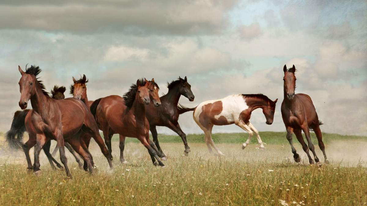Soñar con caballos: ¿qué significa y cómo debemos interpretarlo?