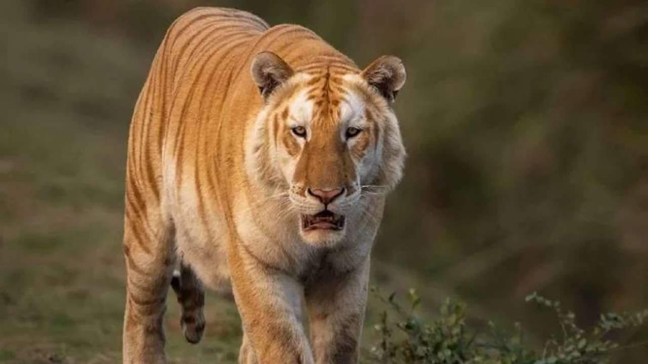 Tigre dorado en Kaziranga
