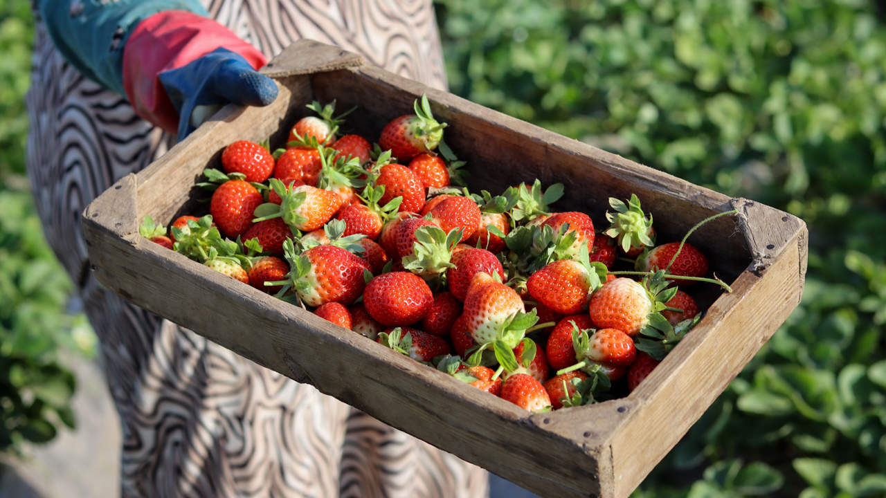 Recolecta de fresas