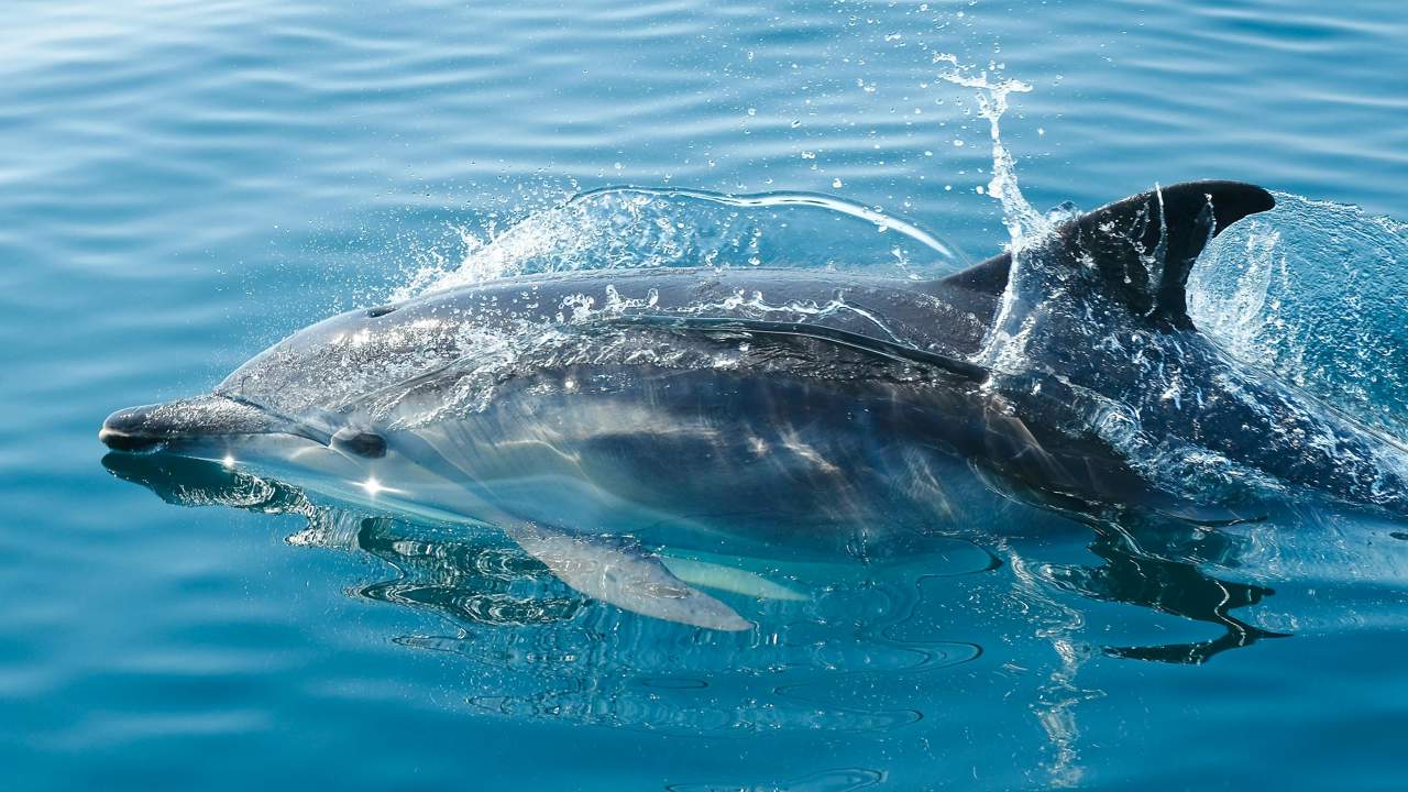 ¿Cómo se hidratan los delfines si no pueden beber agua del mar? National Geographic nos da la respuesta