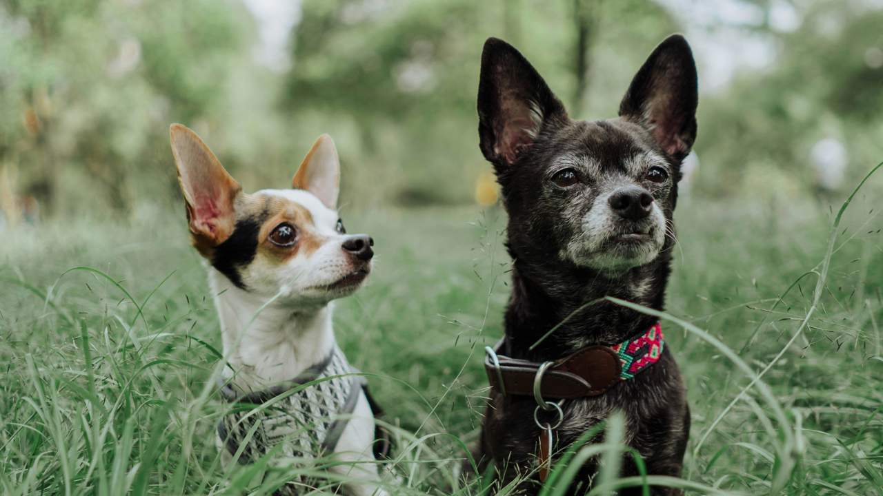 El coste en la manutención es solo uno de los motivos por los que cada vez hay más perros y menos niños en España