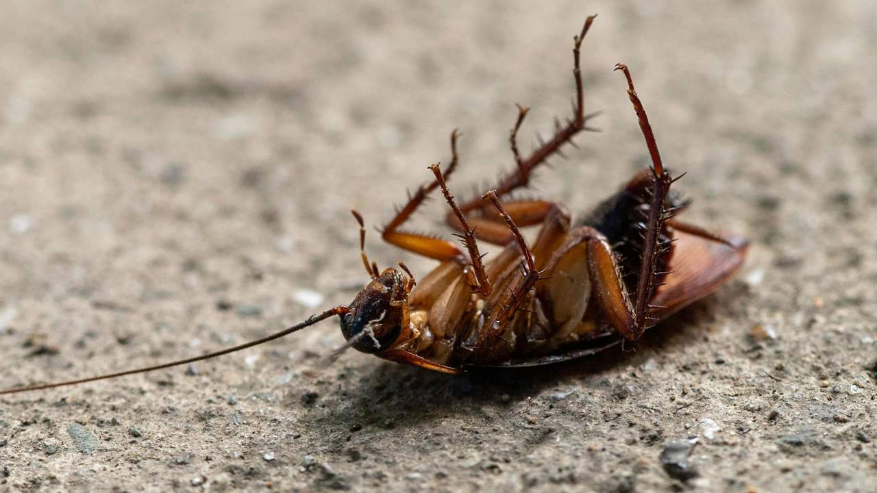 Los motivos por los que aumenta la presencia de cucarachas ‘mutantes’ y por qué es tan difícil exterminarlas
