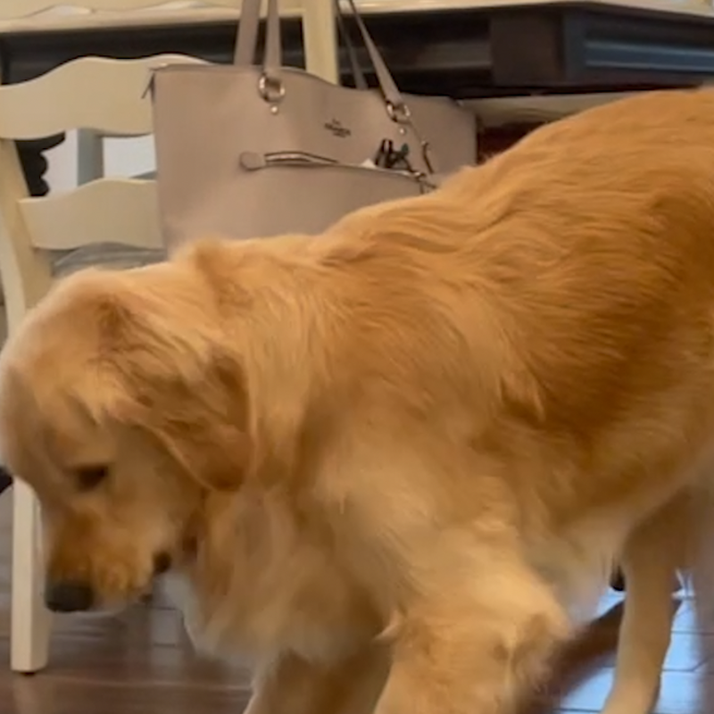La tronchante reacción de un perro al probar el limón por primera vez