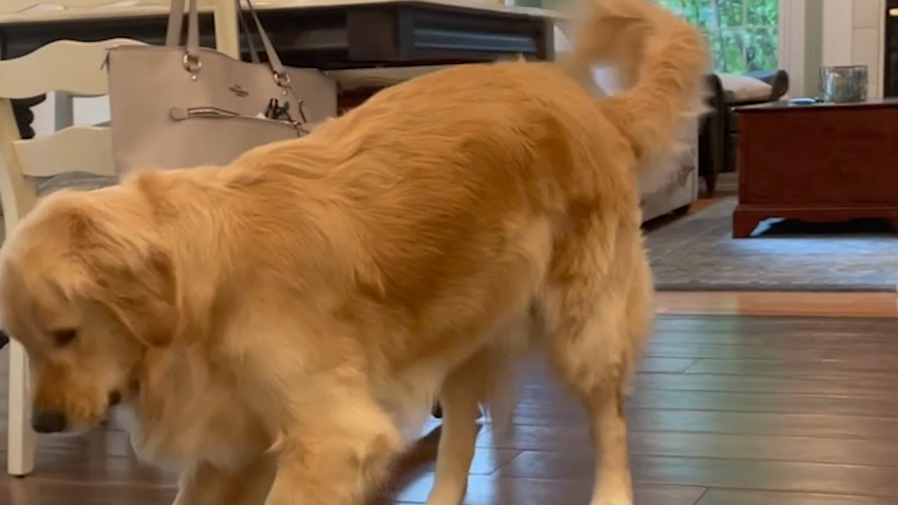 La tronchante reacción de un perro al probar el limón por primera vez