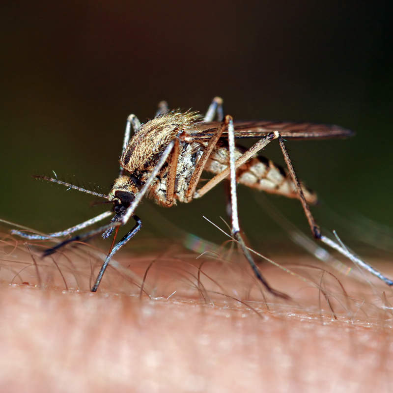 Los 4 factores que atraen a los mosquitos para elegir a sus víctimas