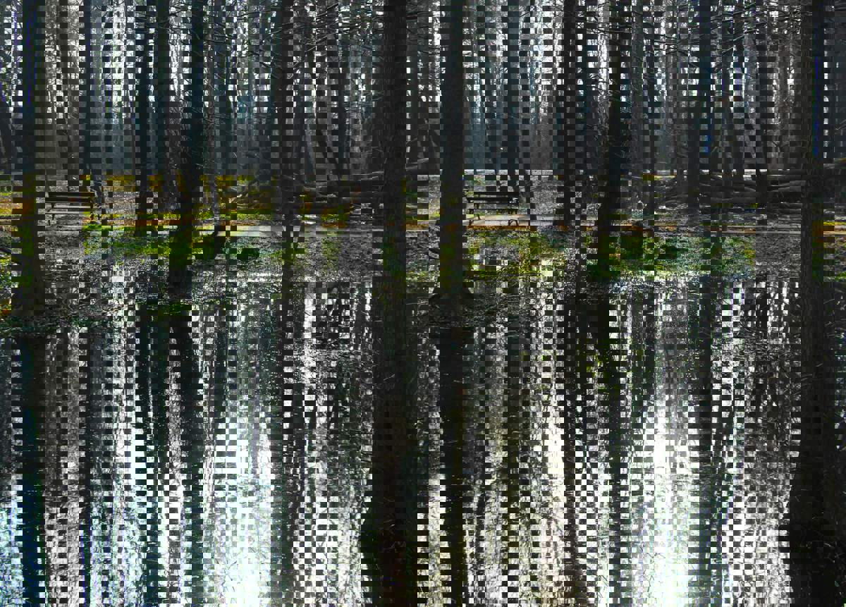 Bosque