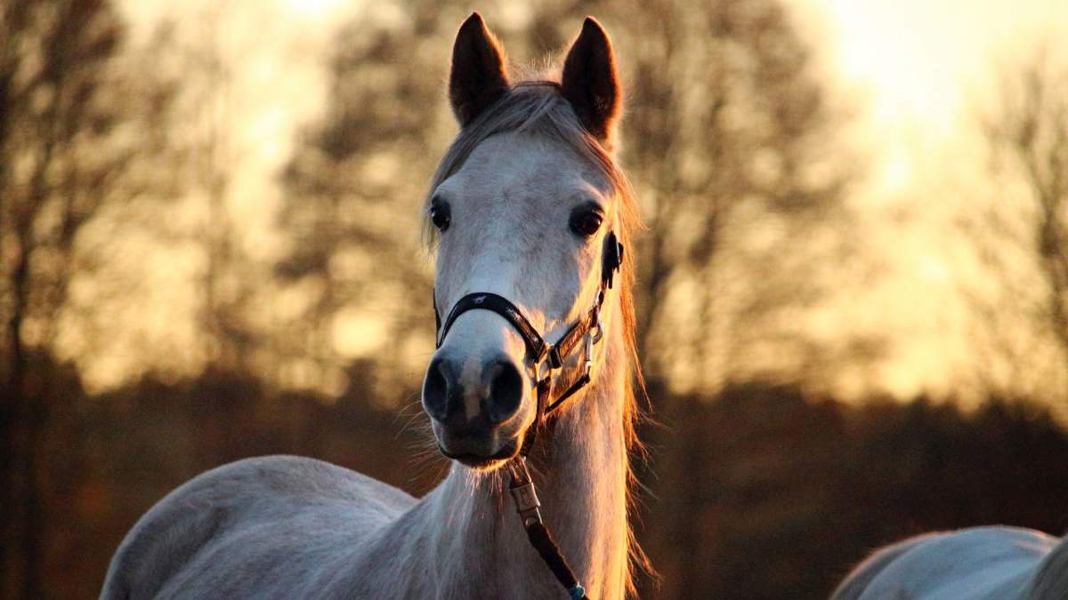 Soñar con caballos: ¿qué significa y cómo debemos interpretarlo?