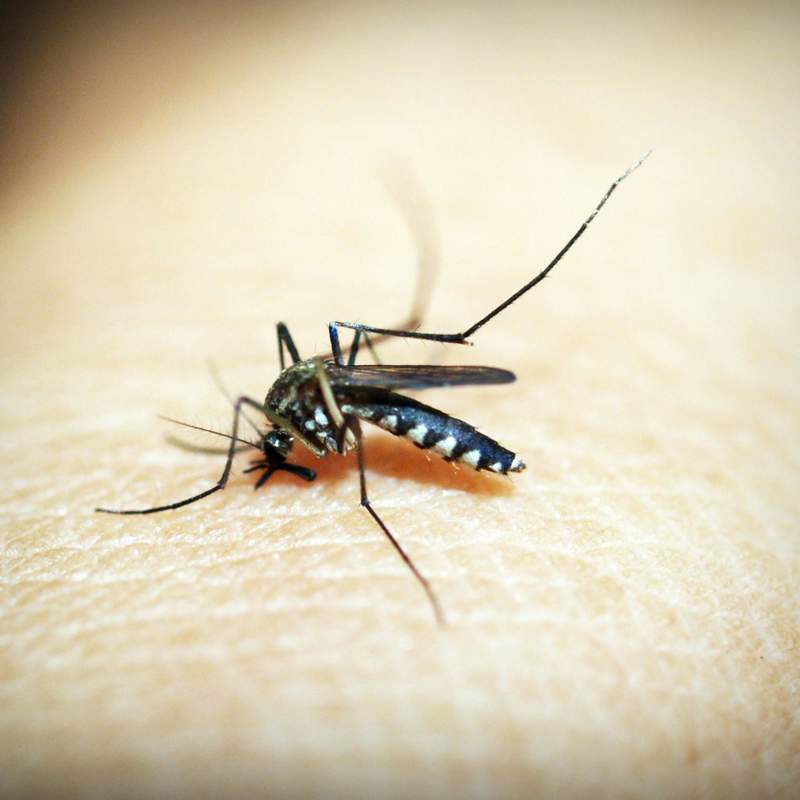 Pulseras antimosquitos: la OCU habla alto y claro sobre ellas