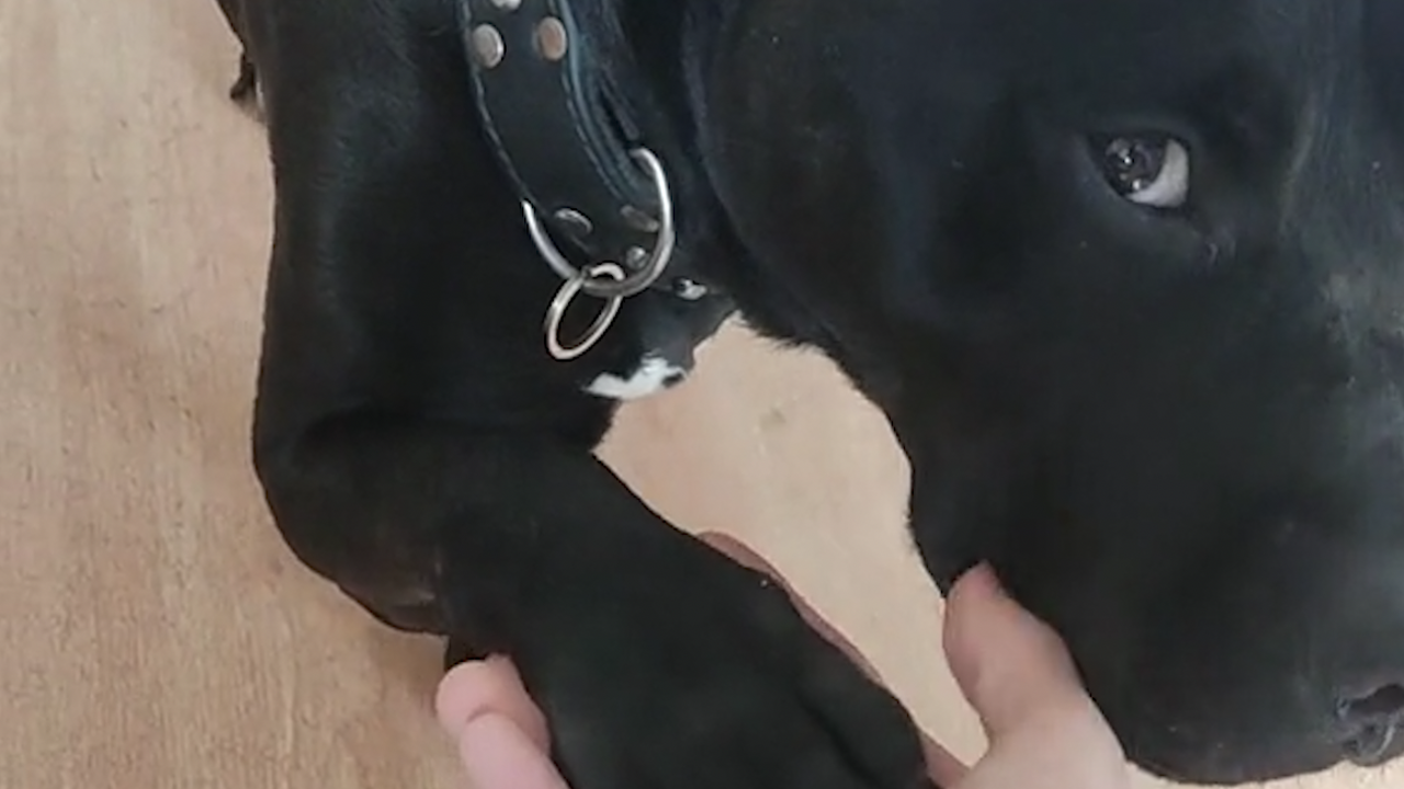 El tierno vídeo viral de un perro tratando de chantajear a su dueño 