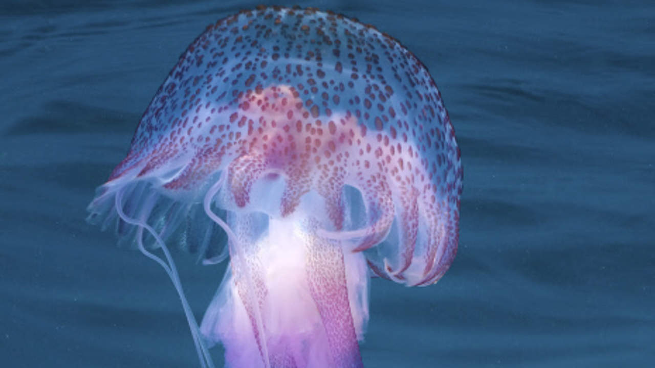 Vuelve a España la peligrosa carabela portuguesa: no es una simple medusa