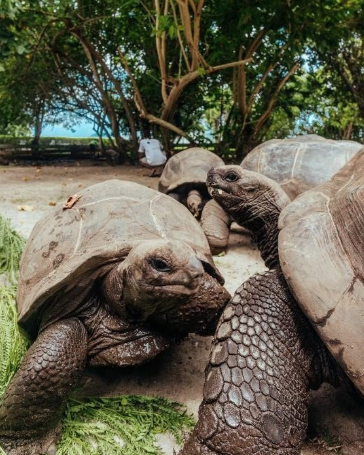 tortugas de Aldabra