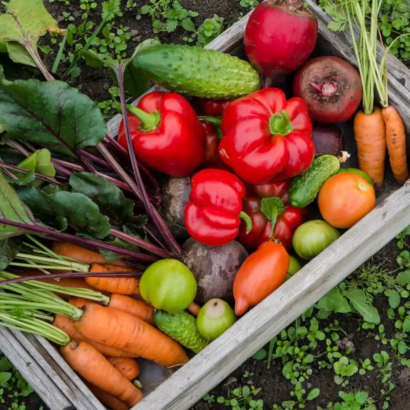 Ni el tomate ni la zanahoria: un profesor británico de 100 años desvela el nombre de la hortaliza detrás de su longevidad