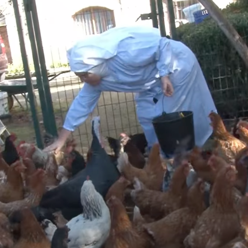 Las monjas rebeldes de Belorado buscan padrinos para las gallinas de su corral en el convento