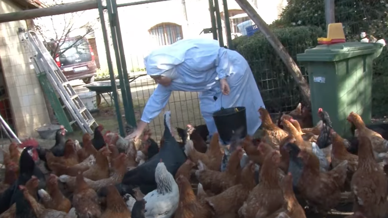 Las monjas rebeldes de Belorado buscan padrinos para las gallinas de su corral en el convento