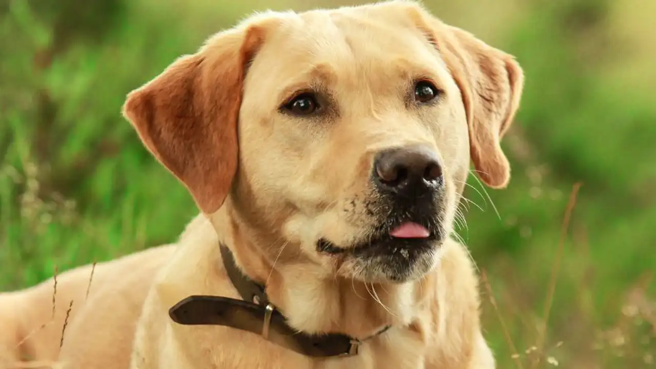 Soñar con perros: ¿qué significa y cómo debemos interpretarlo?