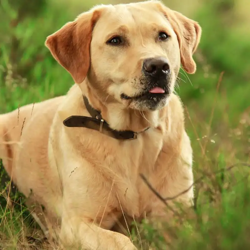 Un entrenador de perros elige las 3 mejores razas para tener en casa