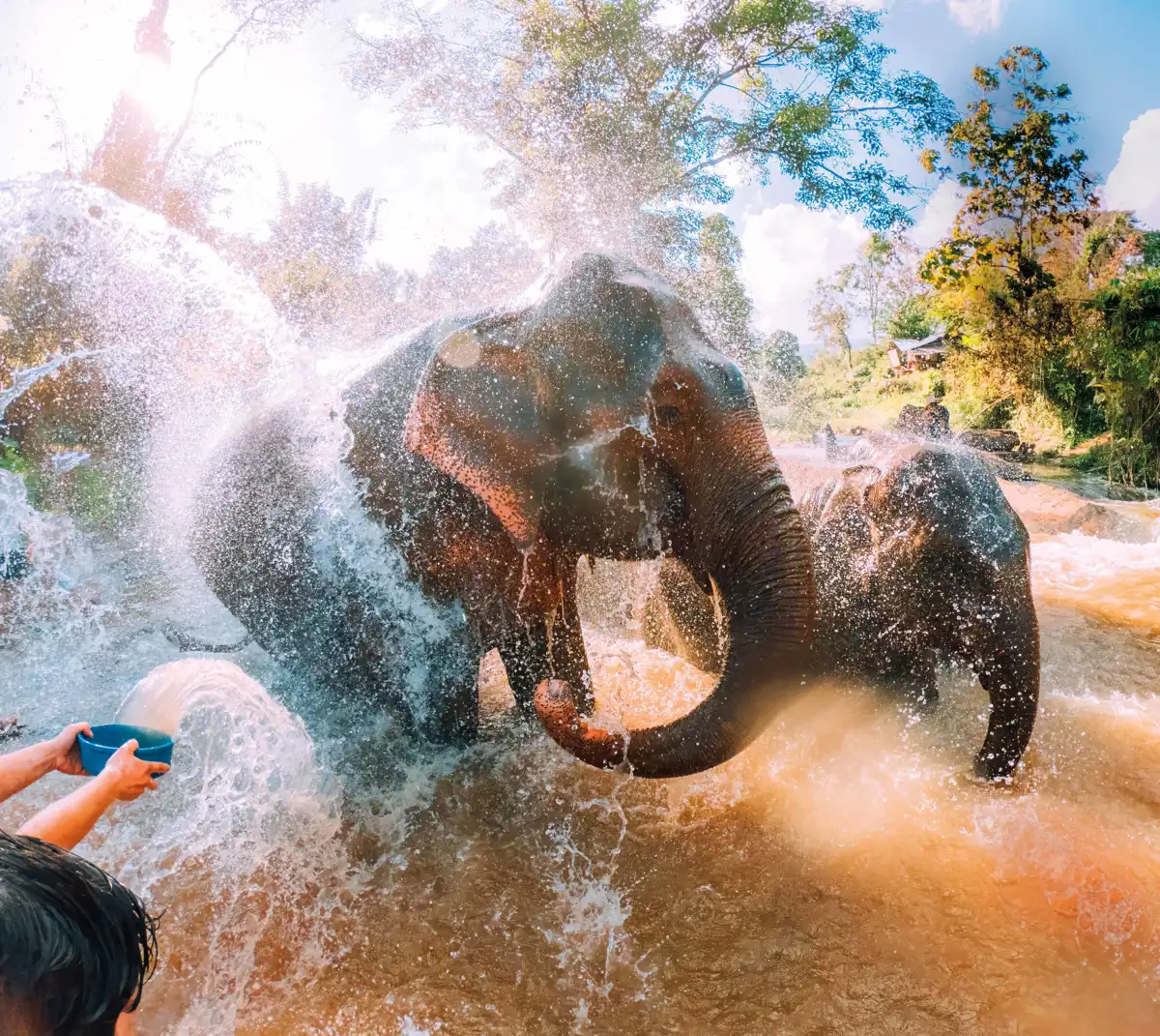 Elefantes en Tailandia