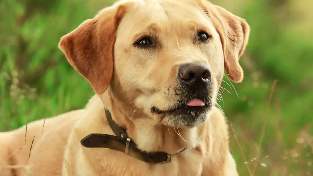 Soñar con perros: ¿qué significa y cómo debemos interpretarlo?