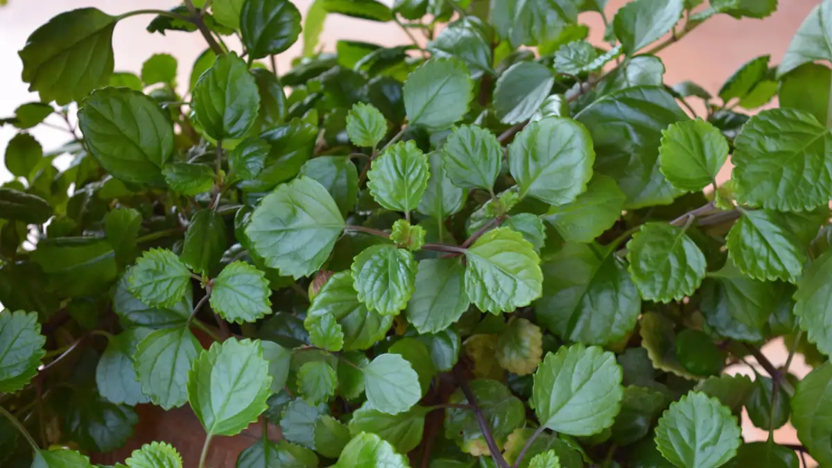 Planta del dinero (Plectranthus verticillatus)