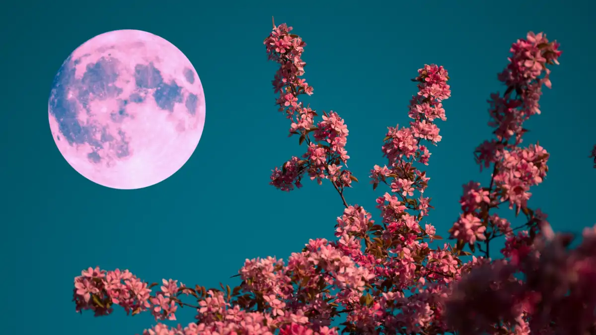Luna rosa 