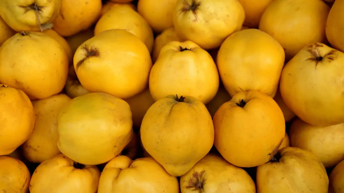 Membrillo